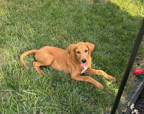 Photo of Huck, adoptable Golden Retriever in Fenton, Missouri