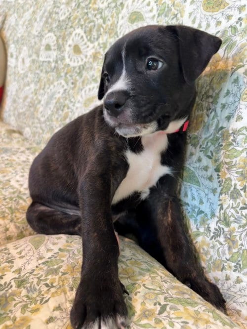 Photo of Caroline - Brynns litter, adoptable American Staffordshire Terrier in Holly Springs, North Carolina