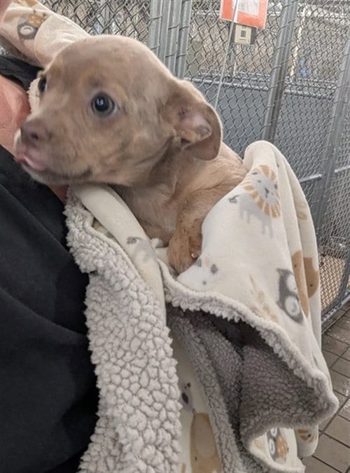 Photo of A524318, adoptable Chihuahua in Wilmington, North Carolina