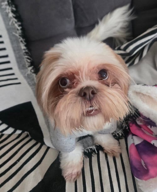 Photo of Lucy, adoptable Shih Tzu in Miami, Florida
