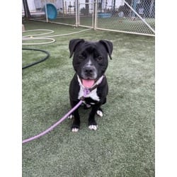 Photo of Hobbs, adoptable American Pit Bull Terrier in Chatsworth, California