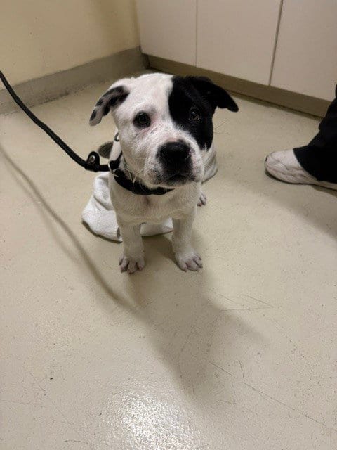 Photo of Spot, adoptable Pit Bull Terrier in Fremont, California
