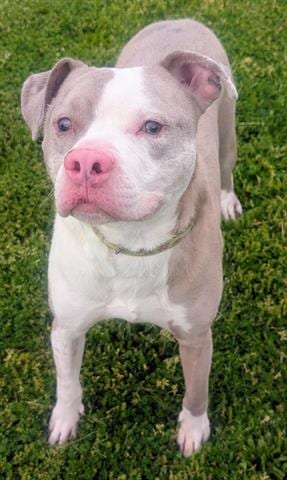 Photo of Buddy, adoptable Pit Bull Terrier in Akron, Ohio