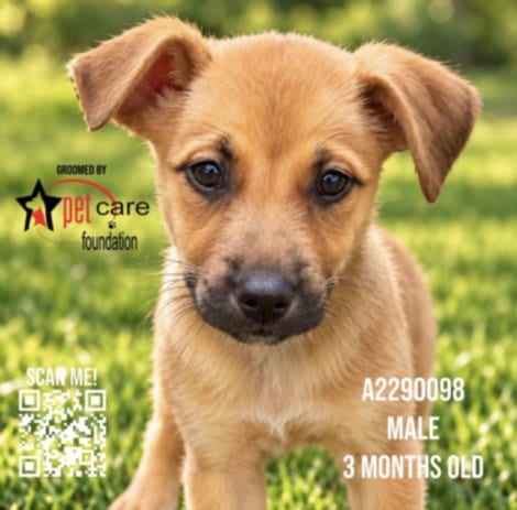 Photo of Bargs, adoptable German Shepherd Dog in Los Angeles, California