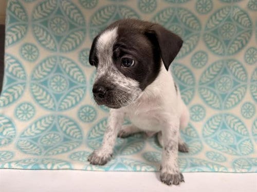 Photo of Chewy, adoptable Pit Bull Terrier in HESPERIA, California