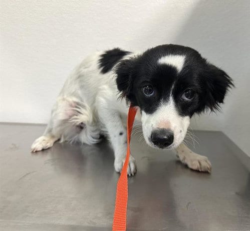 Photo of A128173, adoptable Chihuahua in HESPERIA, California