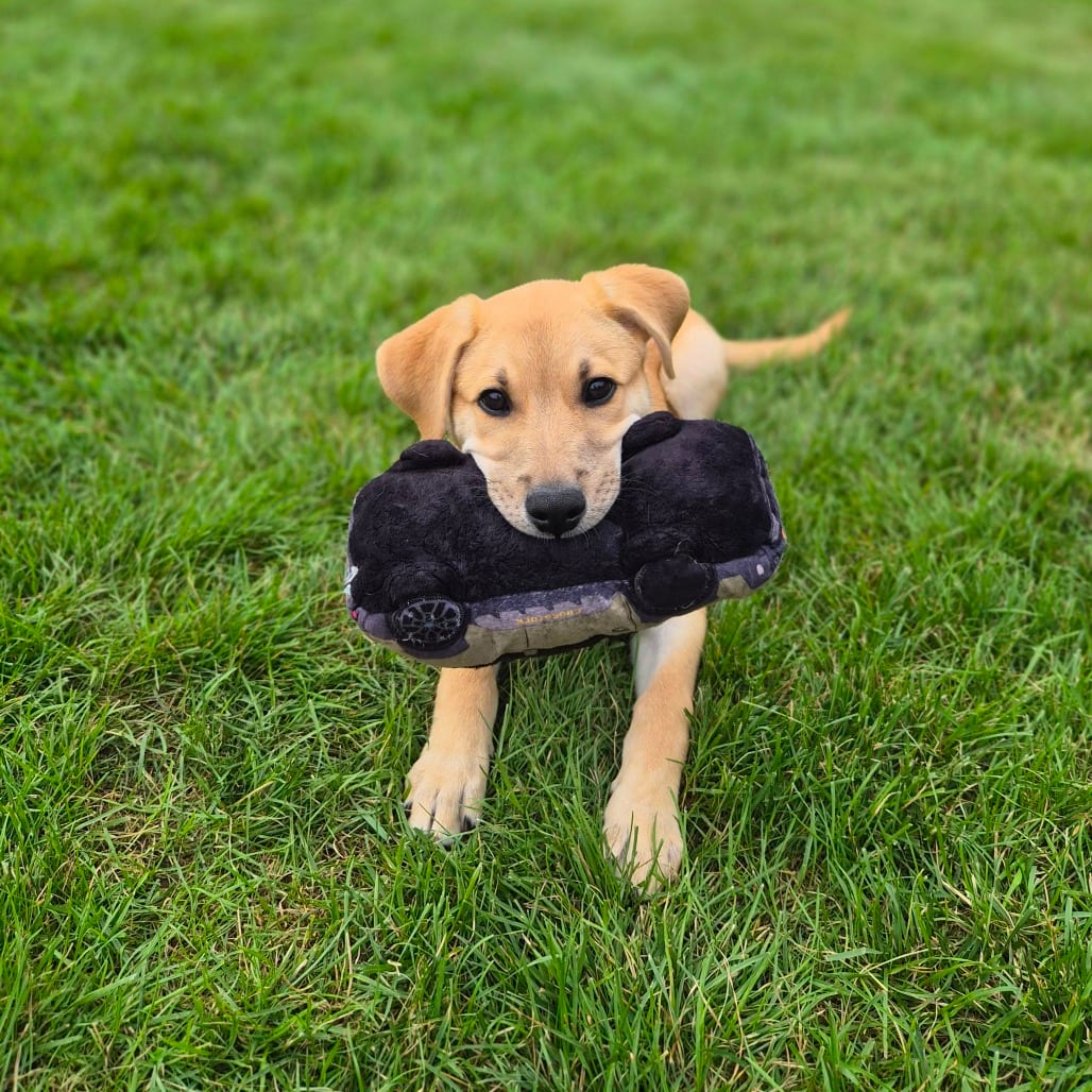 Photo of Graham, adoptable Mixed Breed (Medium) in Woodstock, Illinois