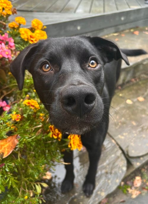 Photo of Enzo Ferrari, adoptable Border Collie in Landenberg, Pennsylvania