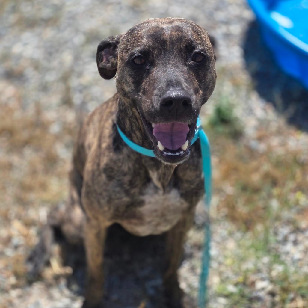 Photo of Nacho, adoptable Terrier, Pit Bull / Greyhound in Hayden, Idaho