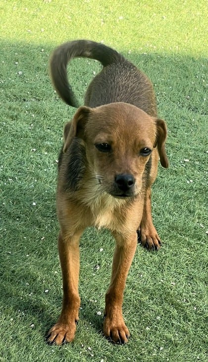 Photo of Bean, adoptable dog in Bakersfield, California