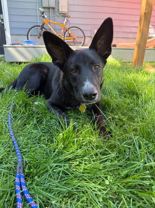 Photo of Moby, adoptable Shepherd in Sandy, Utah