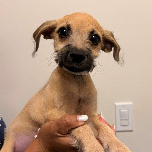 Photo of Camille, adoptable Unknown breed in Rancho Santa Fe, California