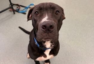 Photo of Batman, adoptable dog