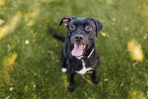 Photo of Star, adoptable Pit Bull Terrier in West Valley, Utah