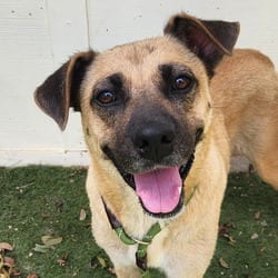Photo of Frances JuM, adoptable Black Mouth Cur Mixed Breed (Large) in Hartford, Connecticut