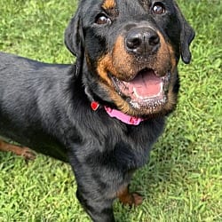 Photo of Jellyfish, adoptable Rottweiler in Columbia, Maryland