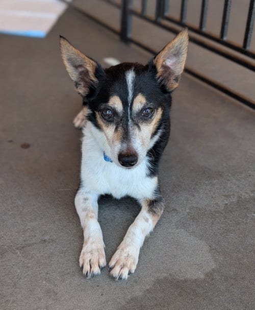 Photo of Chaplin, adoptable Toy Fox Terrier in San Diego, California
