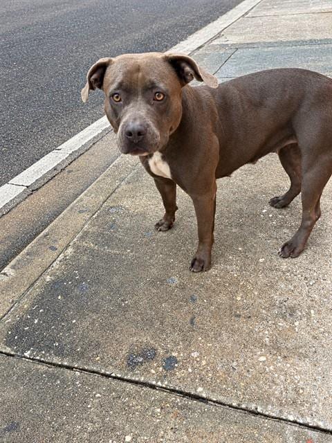 Photo of Abi, adoptable Pit Bull Terrier in Miami, Florida