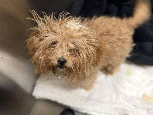Photo of Kali Rae, adoptable Shih Tzu in Denver, Colorado
