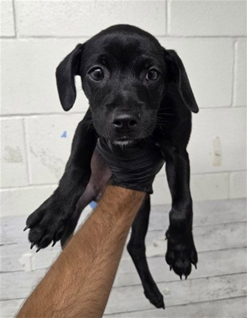 Photo of Odessa, adoptable Labrador Retriever in San Bernardino, California