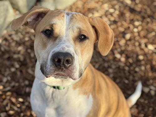 Photo of Randy, adoptable Pit Bull Terrier in Tacoma, Washington