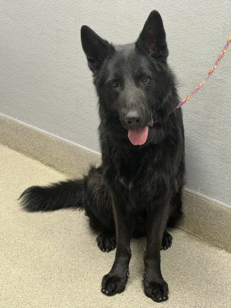 Photo of Lobo, adoptable German Shepherd Dog in Las Vegas, Nevada