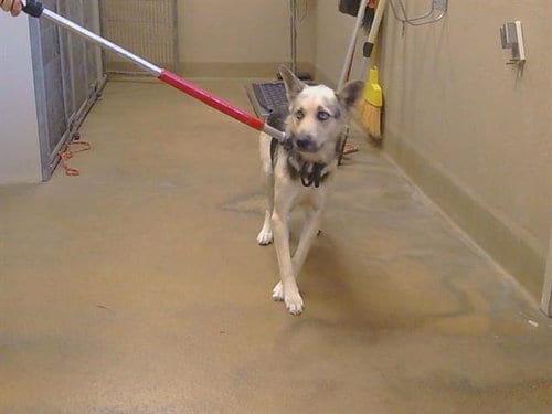 Photo of Eloise, adoptable Siberian Husky in Sacramento, California