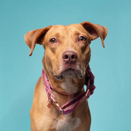 Photo of Hardy, adoptable dog in Atlanta, Georgia