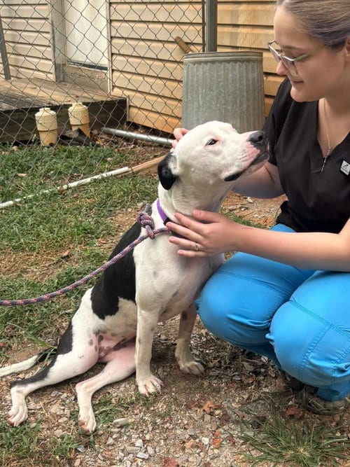 Photo of Emma (Little Dog): fostered, adoptable Pit Bull Terrier in Rustburg, Virginia
