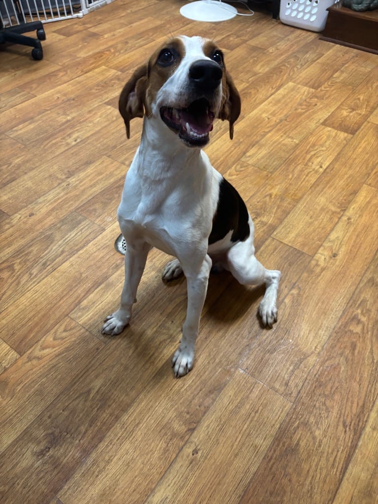 Photo of Toby Taluah, adoptable Mixed Breed in Ocala, Florida