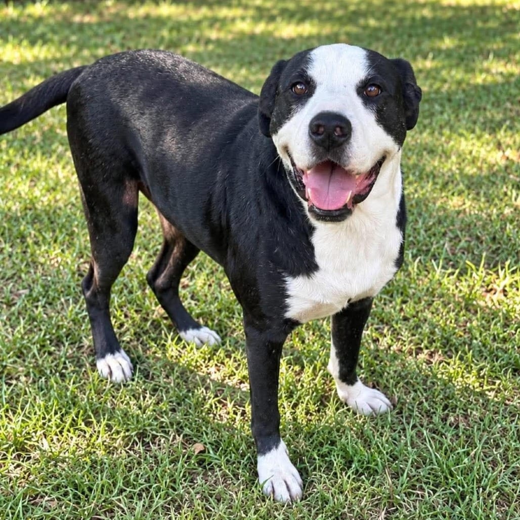 Photo of Toby Jay, adoptable Retriever, Black Labrador / Mixed Breed (Medium) in Whitestone, New York