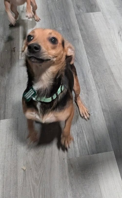 Photo of Pilar, adoptable Chihuahua in Charlotte, North Carolina