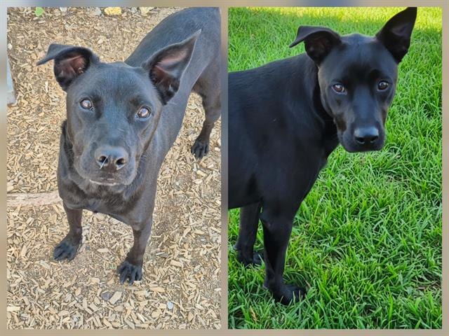 Photo of Max, adoptable Australian Cattle Dog and Labrador Retriever in Albuquerque, New Mexico