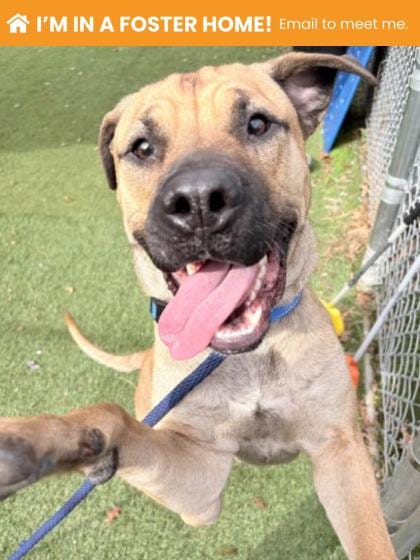 Photo of Isosceles (Shirley), adoptable dog in Baltimore, Maryland