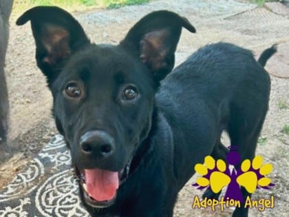 Photo of Elroy, adoptable dog in Georgetown, Texas