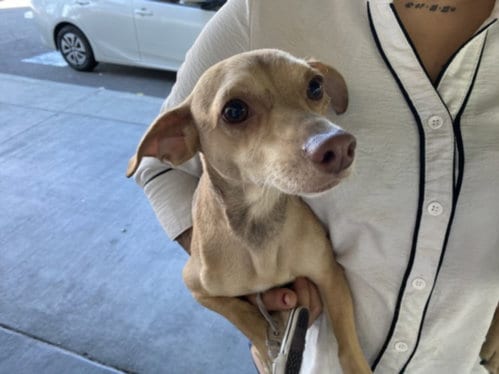 Photo of Hyun, adoptable Chihuahua in Chatsworth, California