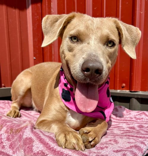 Photo of Twyla, adoptable Labrador Retriever in Corning, Arkansas