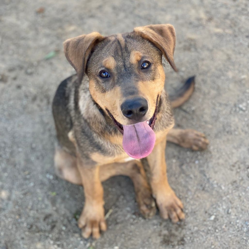 Photo of Wilbur, adoptable Mastiff / Mixed Breed (Medium) in Riverside, California