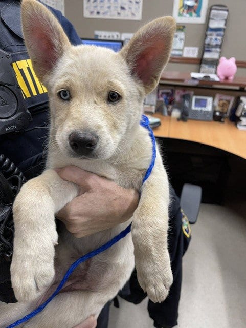 Photo of Joey, adoptable Siberian Husky in Hayward, California