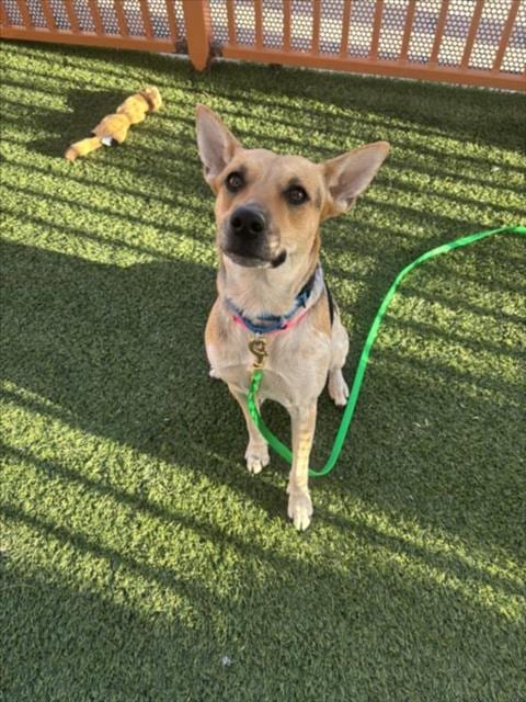 Photo of Chili, adoptable Australian Cattle Dog/Blue Heeler in Las Vegas, Nevada