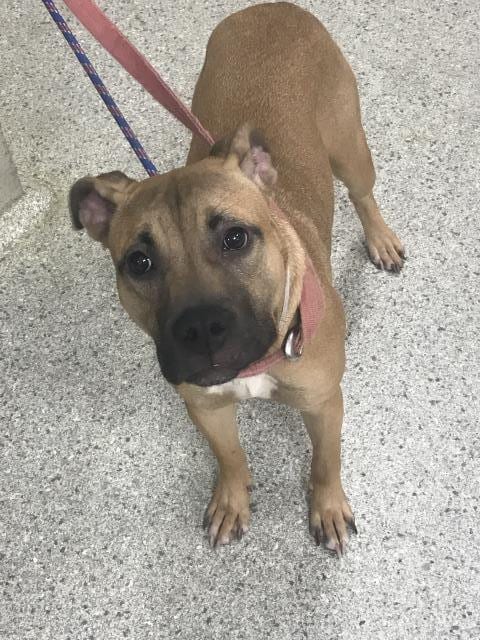 Photo of A432821, adoptable Pit Bull Terrier in Conroe, Texas