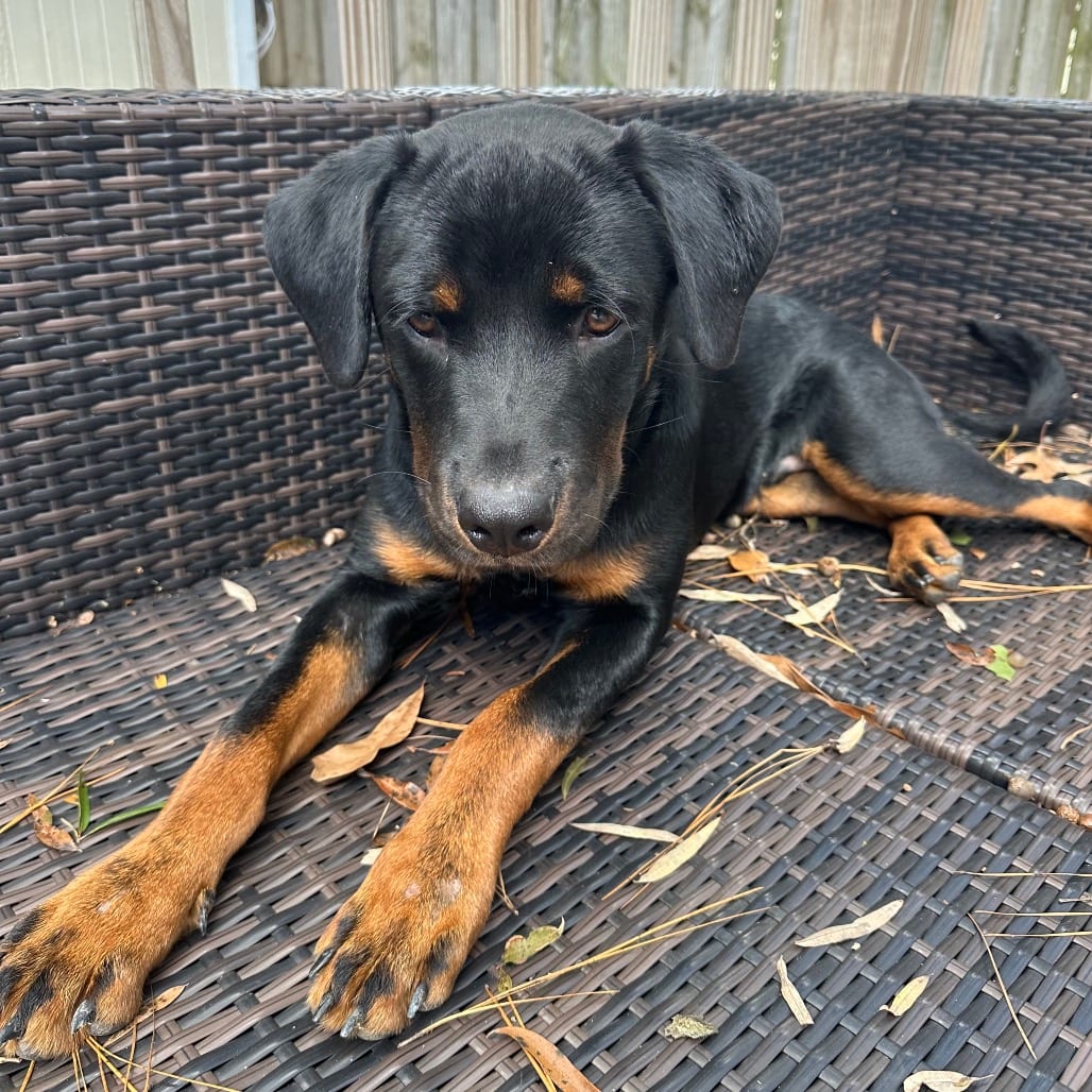 Photo of Charmin @ Foster, adoptable Mixed Breed (Medium) in Summerville, South Carolina