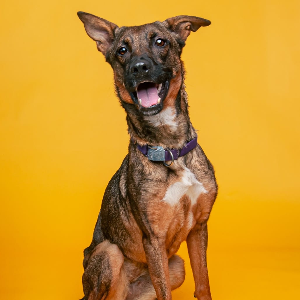 Photo of Baby (bonded), adoptable Shepherd, German / Mixed Breed (Medium) in Patchogue, New York