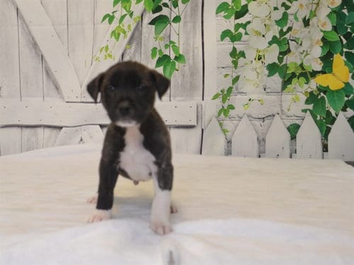 Photo of Bruno, adoptable Pit Bull Terrier in Oroville, California