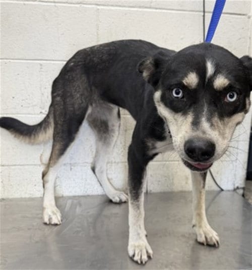Photo of Lily, adoptable German Shepherd Dog in San Bernardino, California