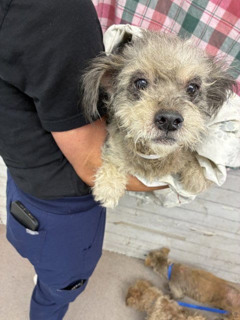 Photo of Sofia, adoptable Maltese in San Bernardino, California