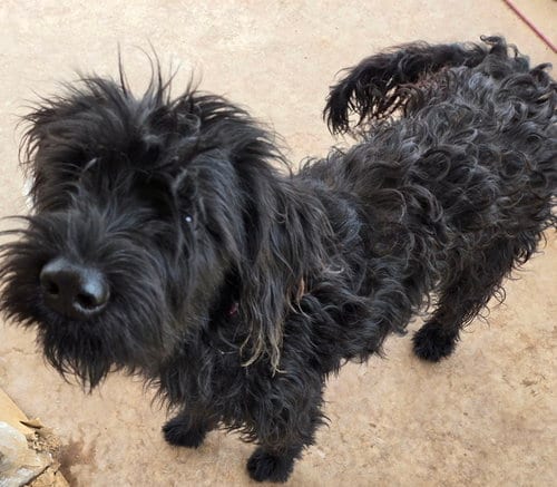 Photo of Gracie, adoptable Poodle (Standard) in San Antonio, Texas