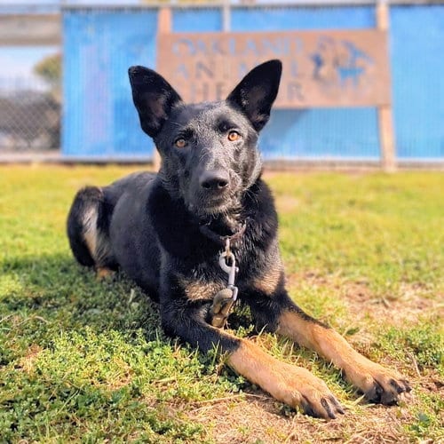 Photo of Jinx, adoptable German Shepherd Dog in Oakland, California
