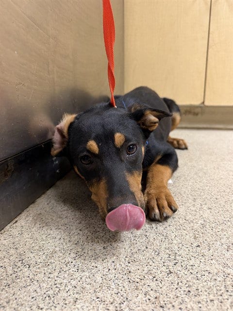 Photo of Alvin, adoptable Doberman Pinscher in Riverside, California