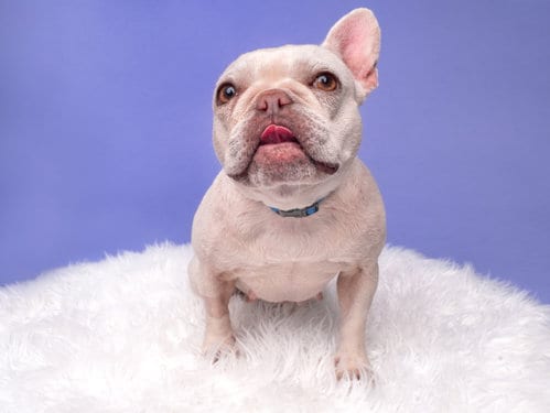 Photo of Whisper, adoptable French Bulldog in Romoland, California